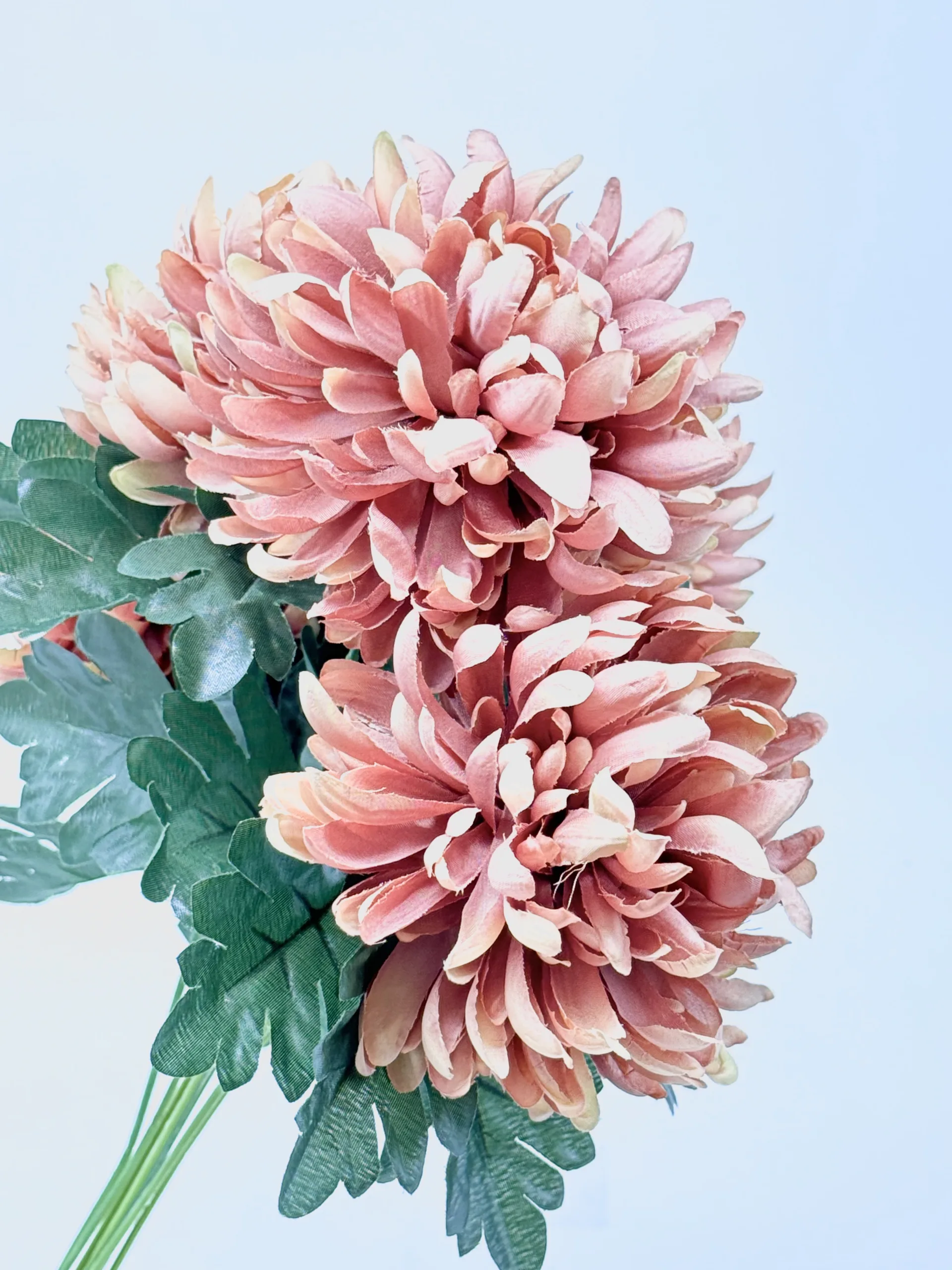 chrysantheemum chrysantheemum scaled