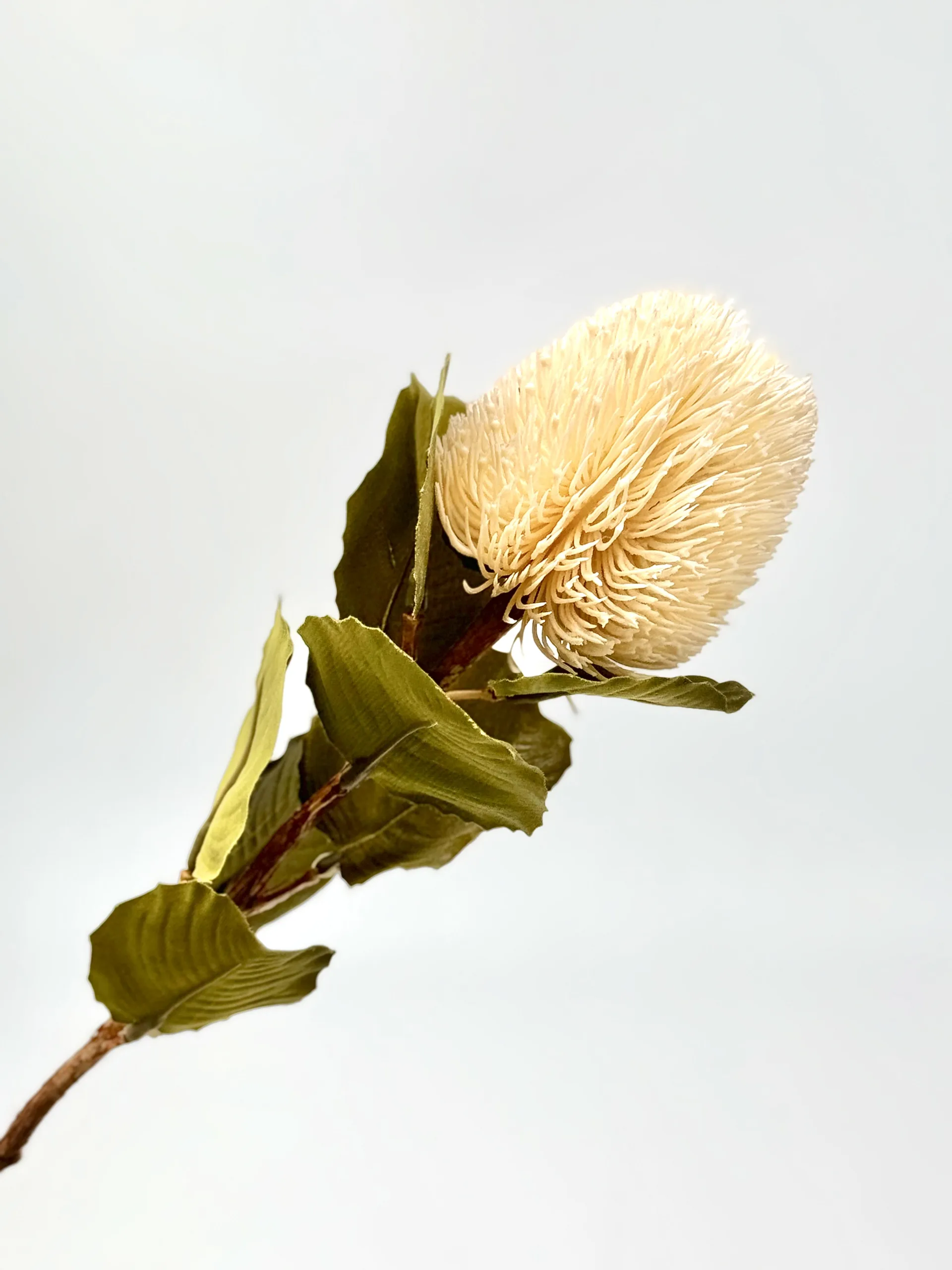 cream protea cream protea scaled