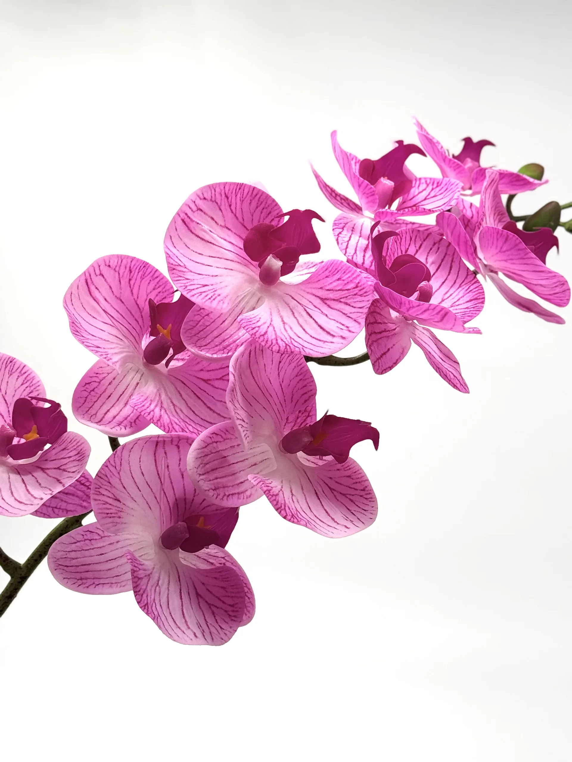 multi purple orchid multi purple orchid scaled
