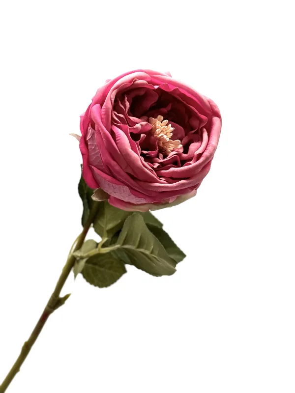 Pink Peony Rose - Pearl Haus