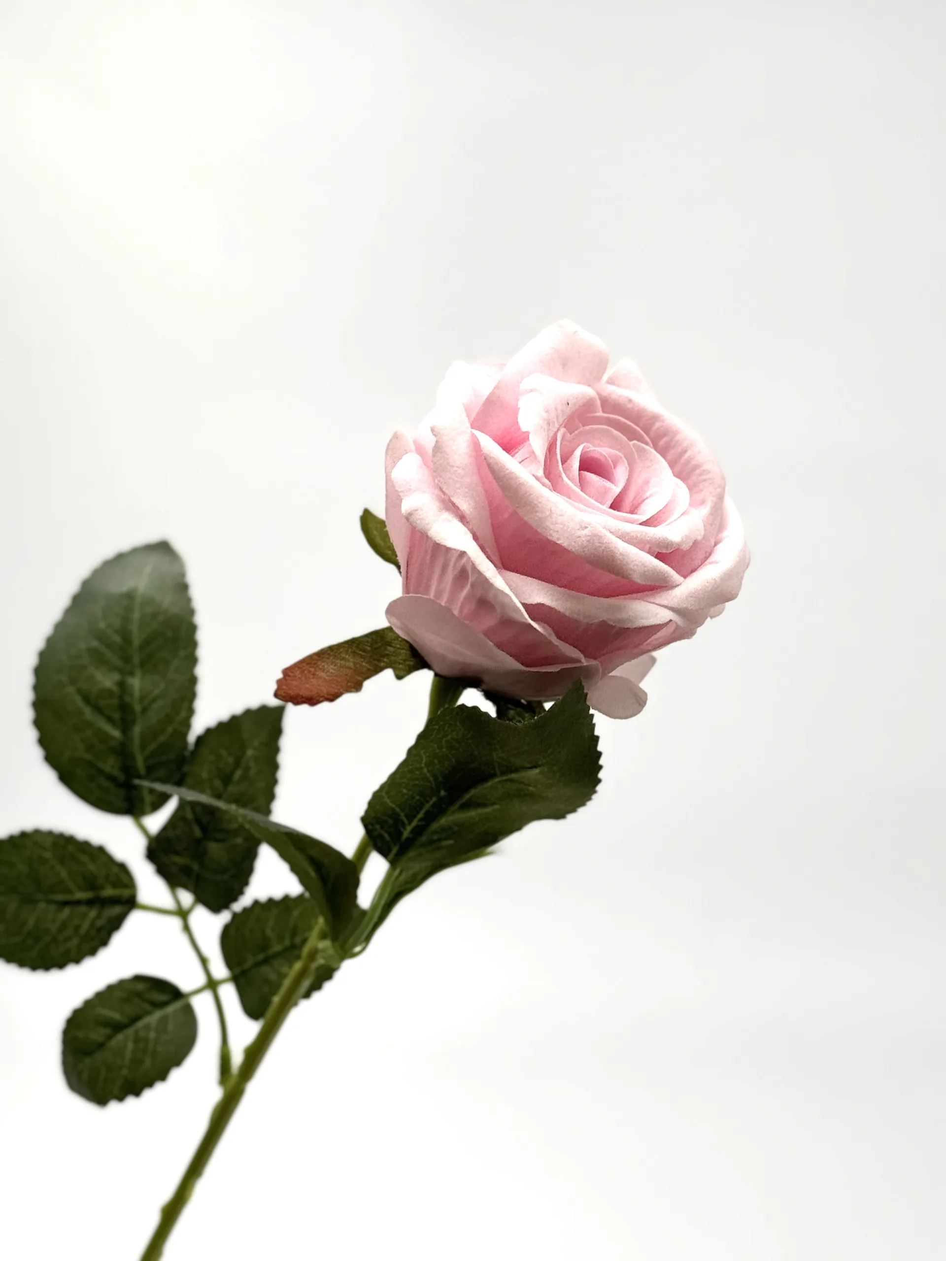 pink rose pink rose scaled