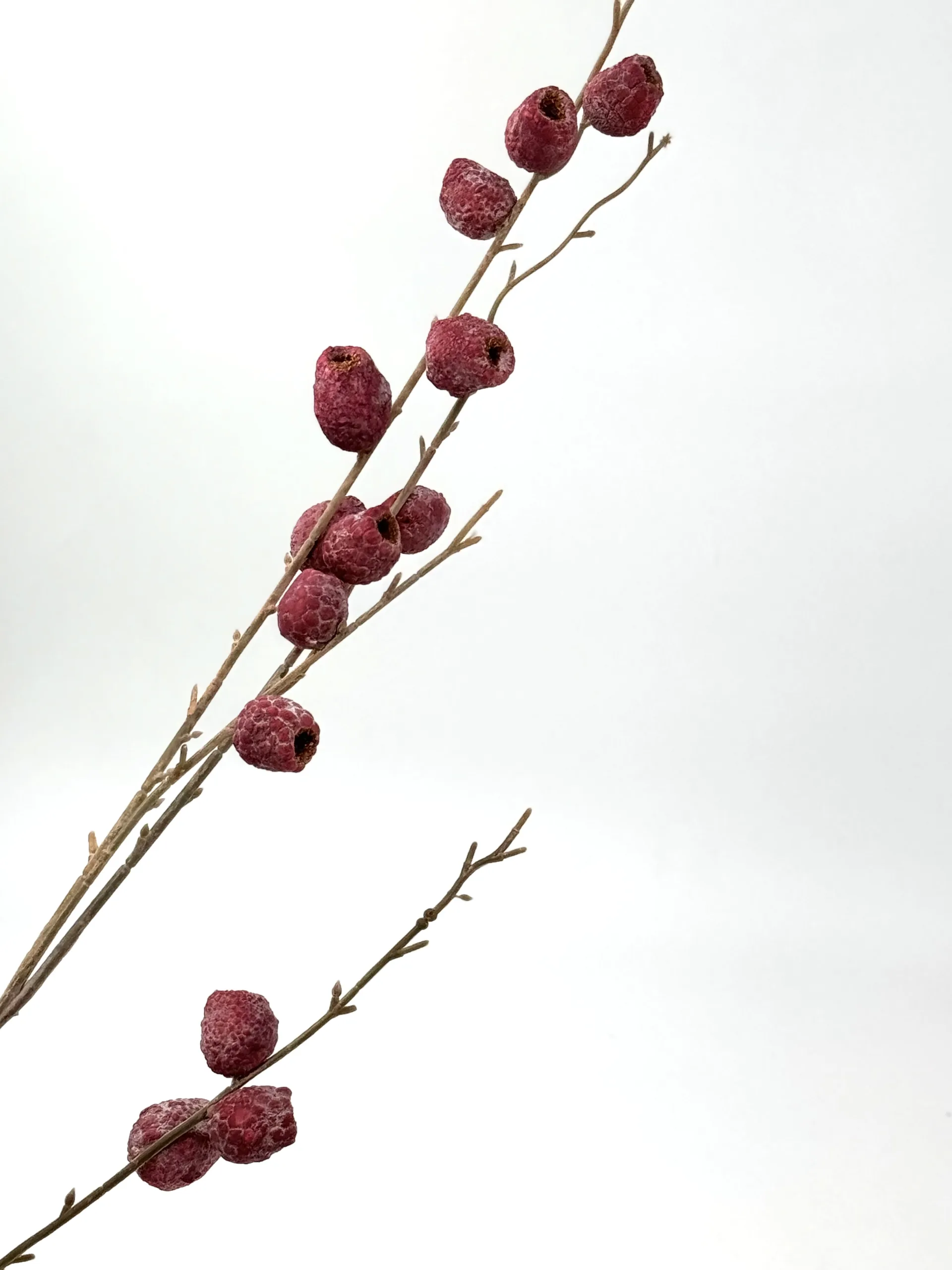 red dried pod filler red dried pod filler scaled
