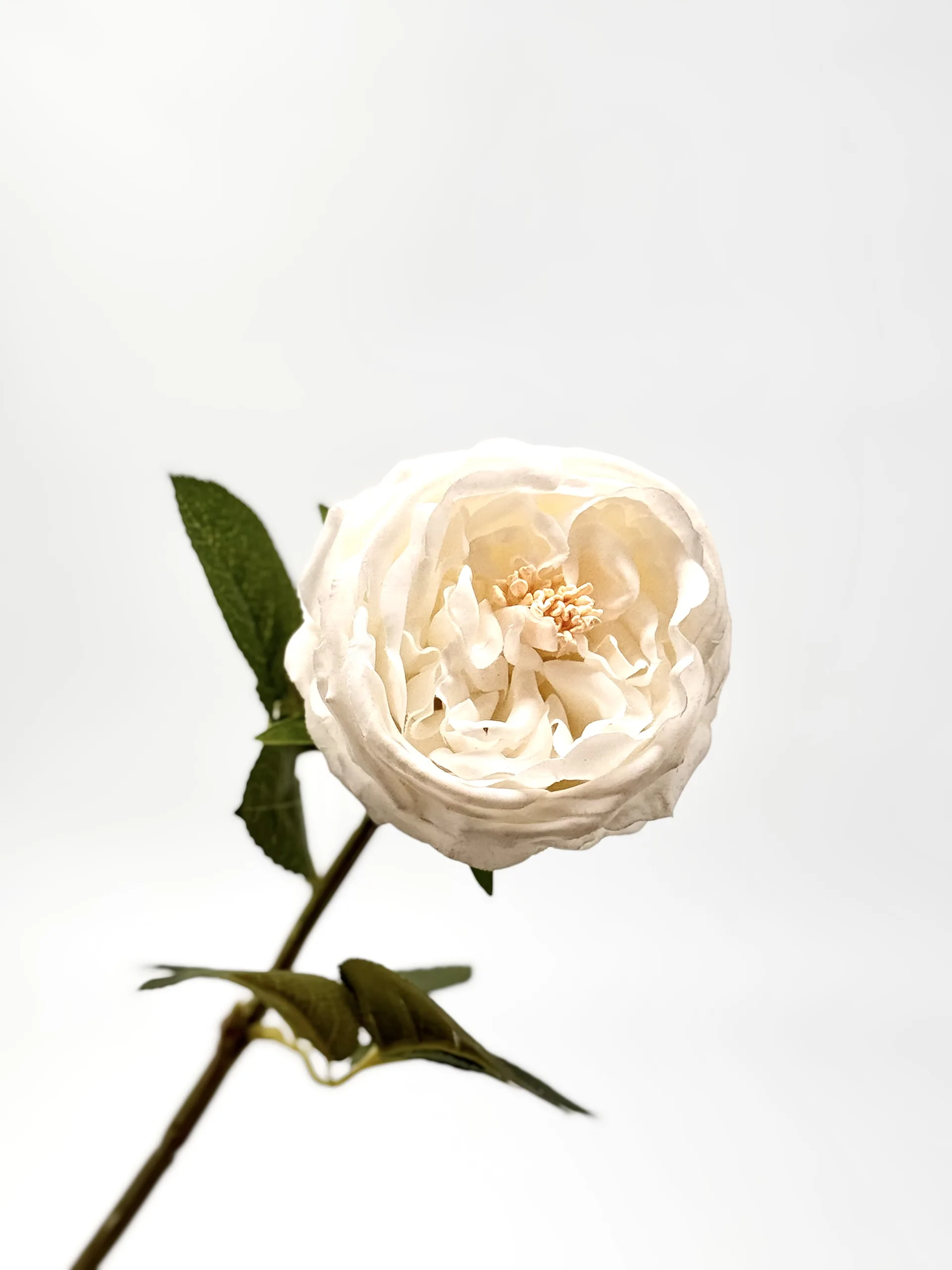 white peony rose white peony rose scaled