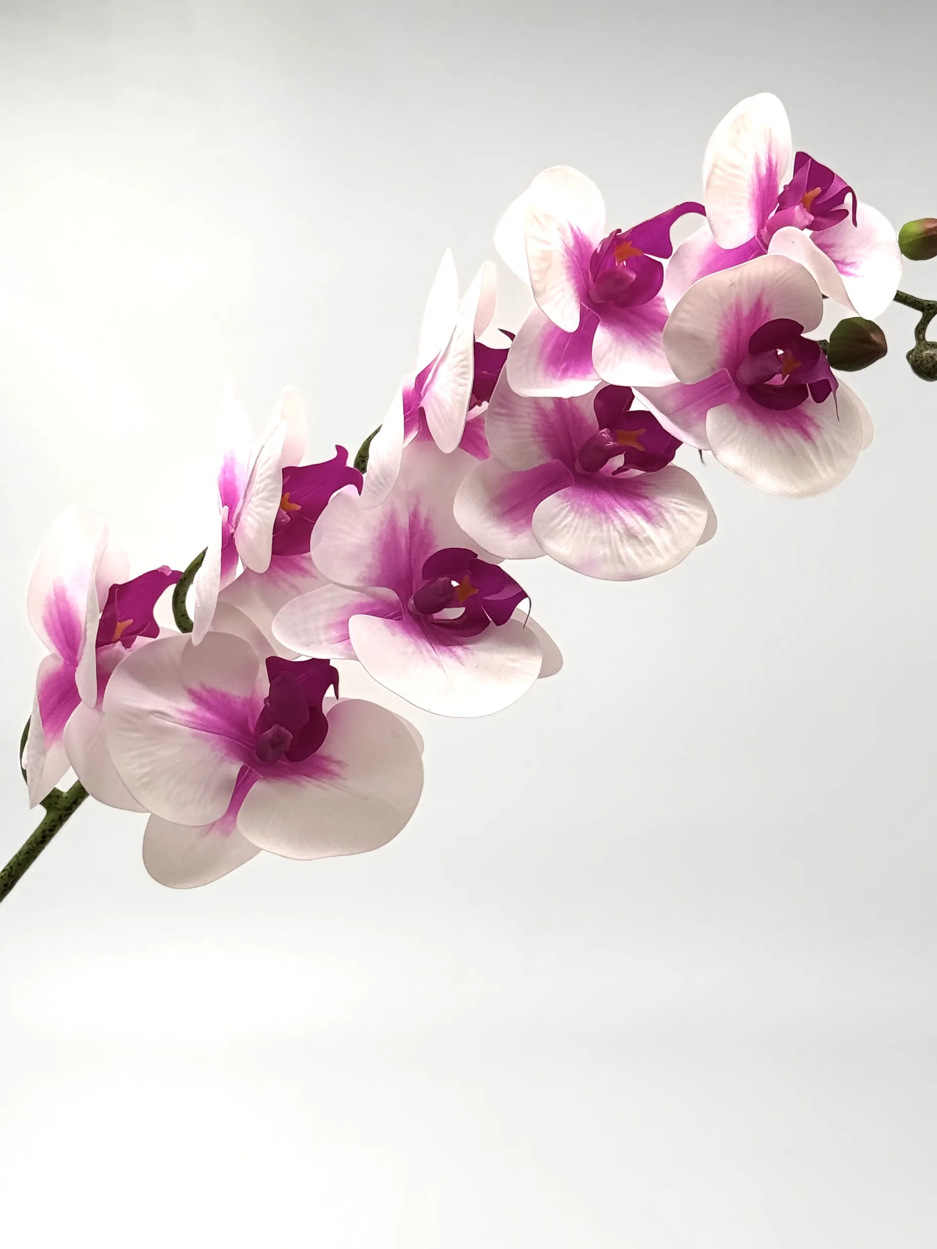 white & purple orchid white purple orchid scaled