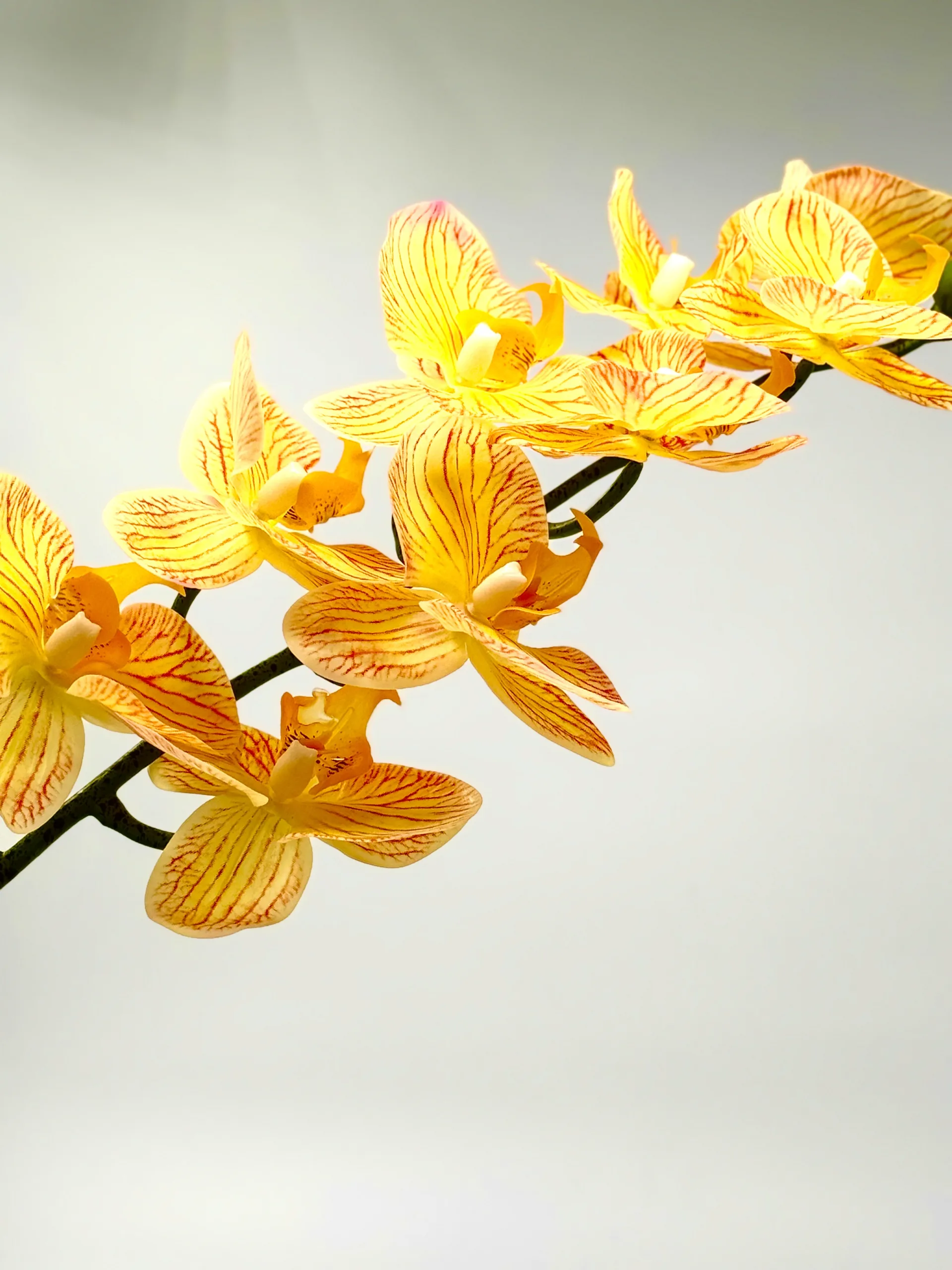 yellow orchid yellow orchid scaled